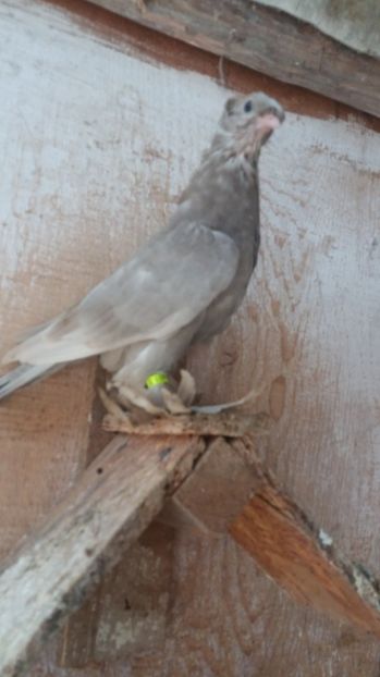 frate de cuib cu cel izabel - Pui JDB 2017