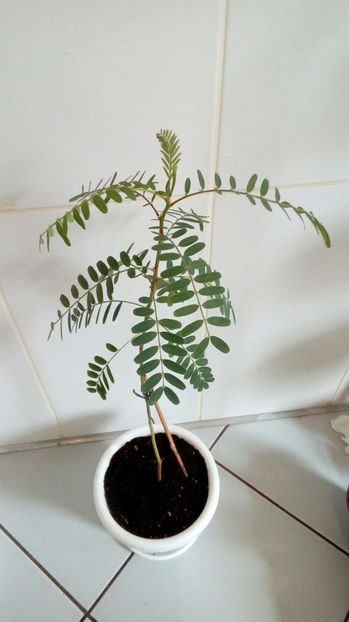 P_20170513_103747_1_BF_p - Alte flori si plante