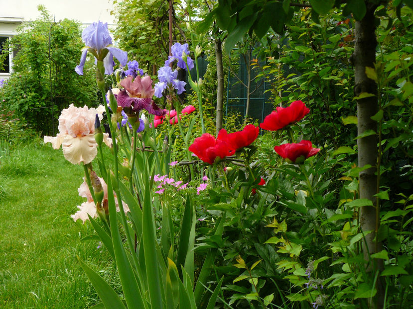 In lumina diminetii - 2017_Irislandia si Bujori 2017