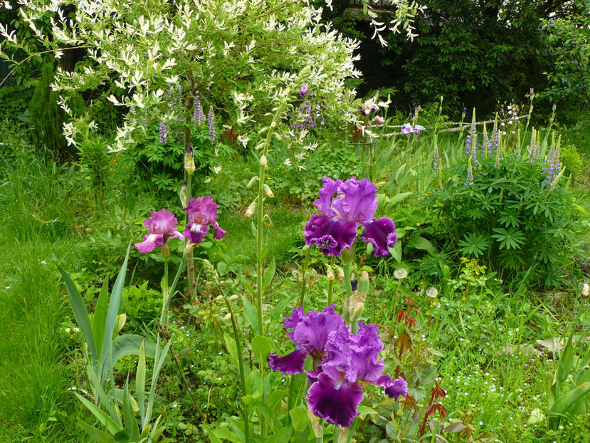 Tintinabulation - 2017_Irislandia si Bujori 2017