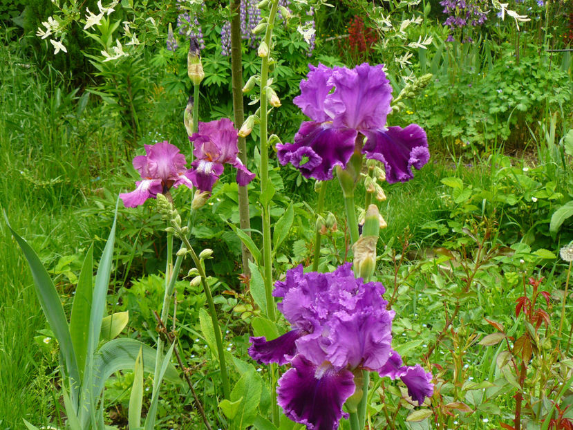 Tintinabulation - 2017_Irislandia si Bujori 2017