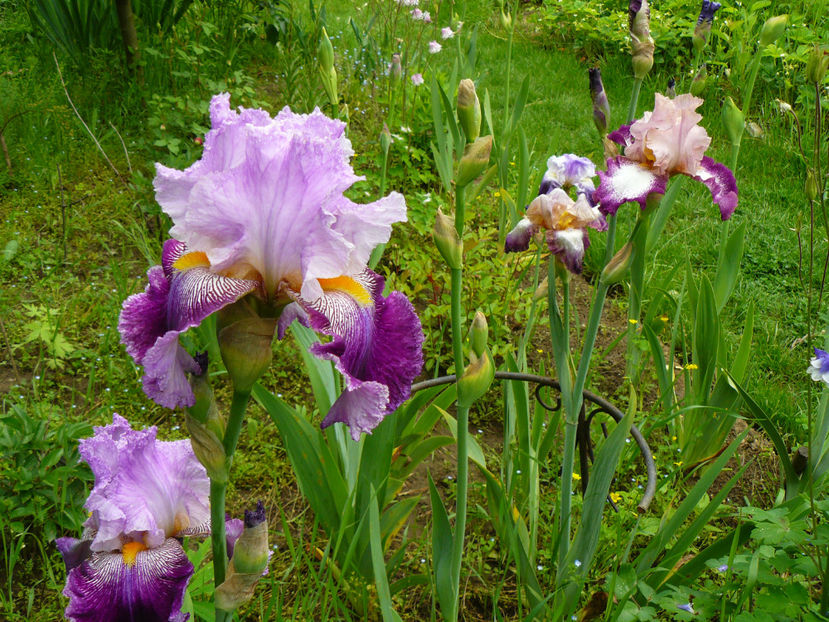 Arabella si Change of Peace - 2017_Irislandia si Bujori 2017