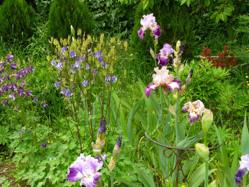 Change of Peace si Arabella - 2017_Irislandia si Bujori 2017