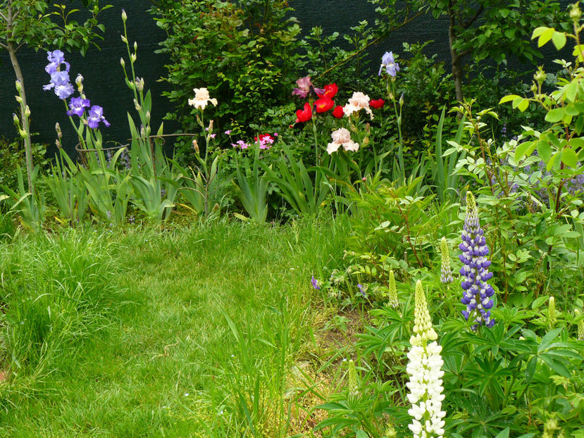 P1280043 - 2017_Irislandia si Bujori 2017