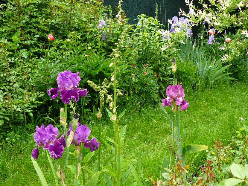 Tintinabulation si Wonderful World - 2017_Irislandia si Bujori 2017