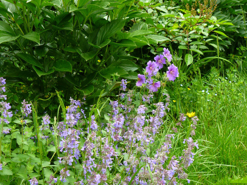 Nepeta si Magnificul - 2017_Irislandia si Bujori 2017