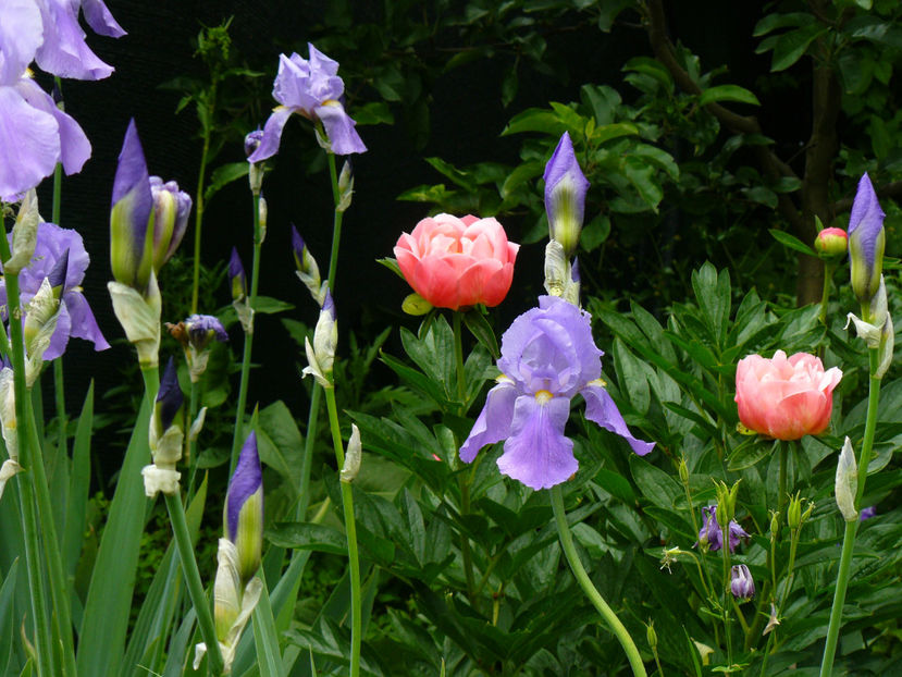 Pink Hawaian Coral - 2017_Irislandia si Bujori 2017