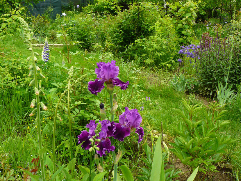 Tintinabulation - 2017_Irislandia si Bujori 2017