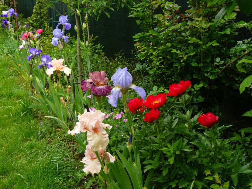 Irislandia 2017 - 2017_Irislandia si Bujori 2017