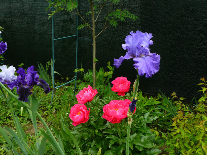 Paula Fay si Royal Blenheim - 2017_Irislandia si Bujori 2017