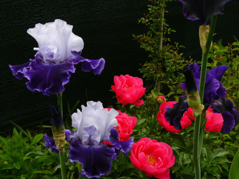 World Premier si Paula Fay - 2017_Irislandia si Bujori 2017