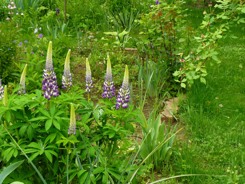 Lupin Violet and White - 2017_Irislandia si Bujori 2017