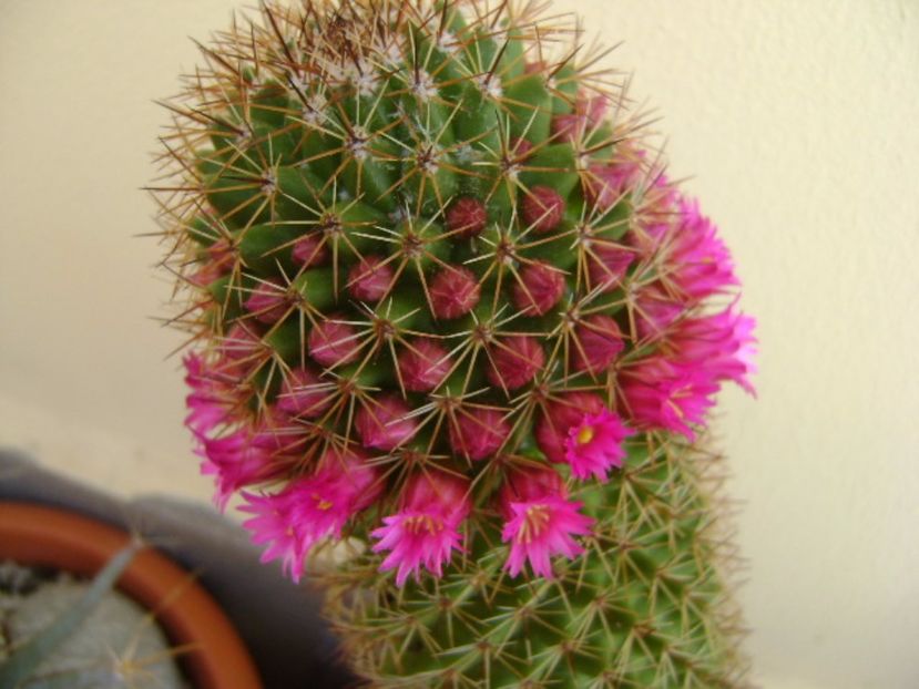 Mammillaria backebergiana - Cactusi 2017