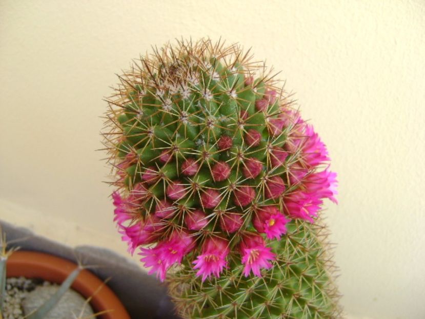 Mammillaria backebergiana - Cactusi 2017