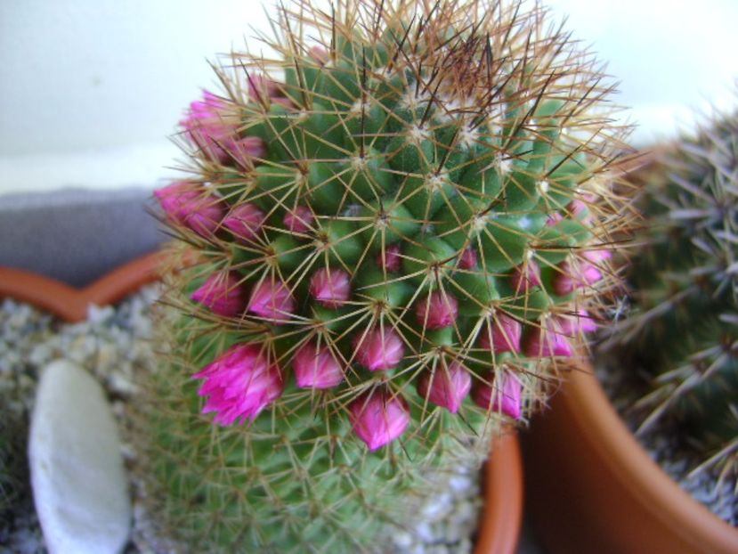 Mammillaria backebergiana - Cactusi 2017