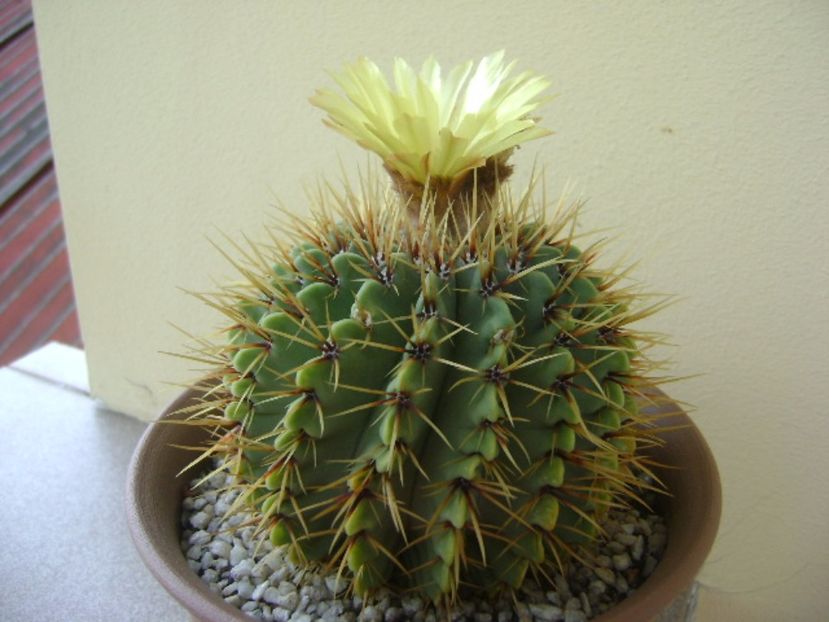 Notocactus buiningii - Cactusi 2017