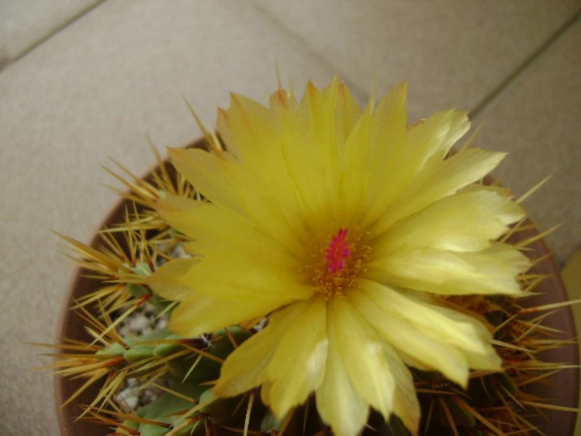 Notocactus buiningii - Cactusi 2017