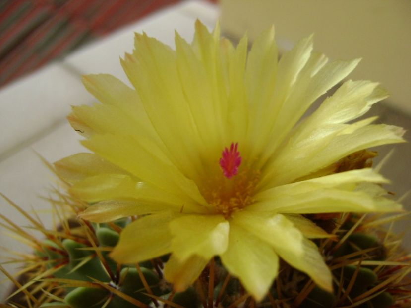 Notocactus buiningii - Cactusi 2017