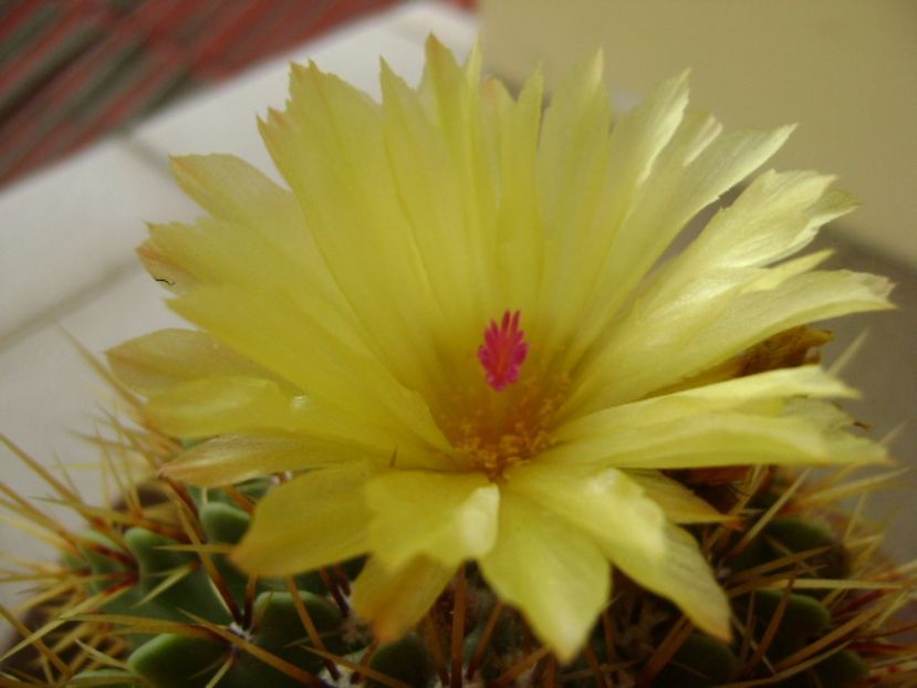 Notocactus buiningii - Cactusi 2017