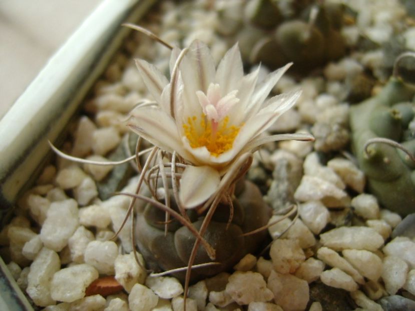 Turbinicarpus macrochele v. kupcakii - Cactusi 2017