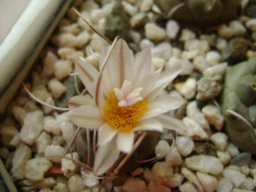 Turbinicarpus macrochele v. kupcakii - Cactusi 2017