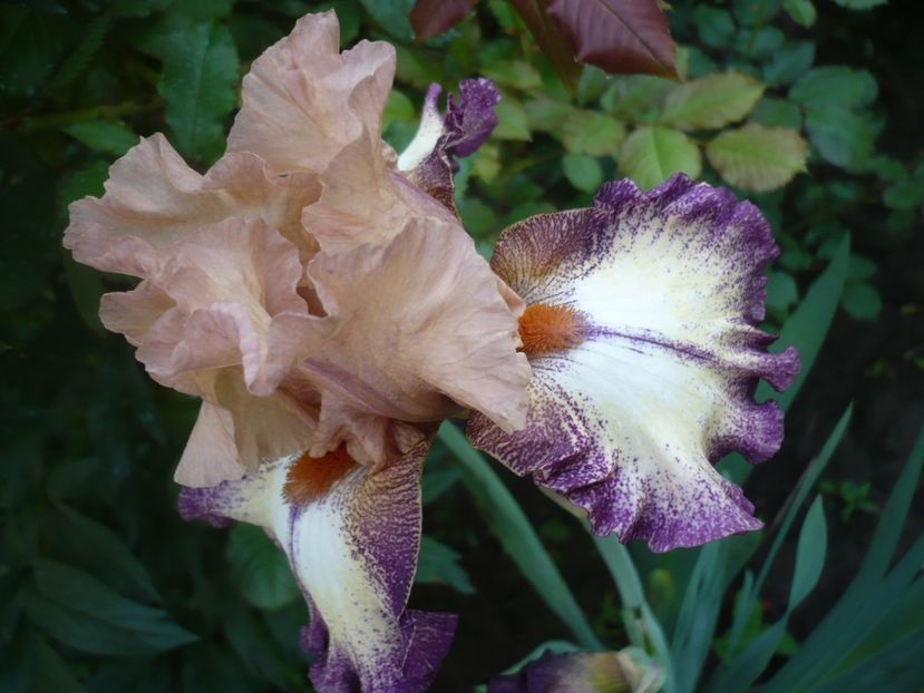 13.05.2017 - GRADINA 2017-1