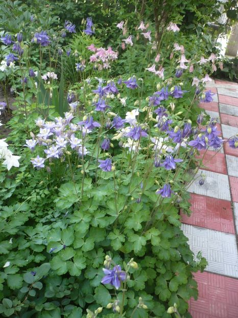 P1310922 - GRADINA 2017-1