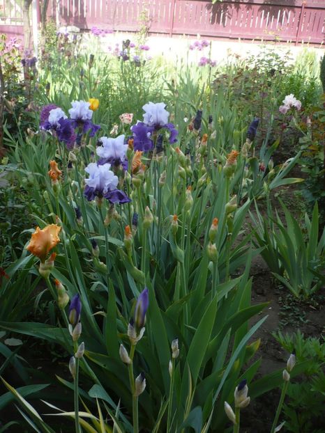 P1310924 - GRADINA 2017-1