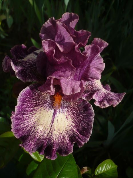 Screenplay - GRADINA 2017-1