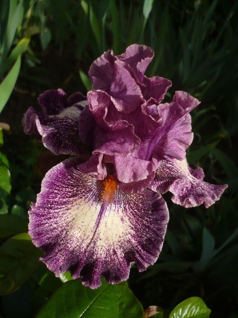 P1310926 - GRADINA 2017-1