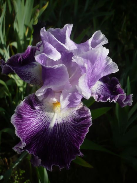 TELEPATHY - GRADINA 2017-1