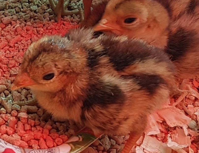 pui de fazan auriu pe rosu - FAZANI