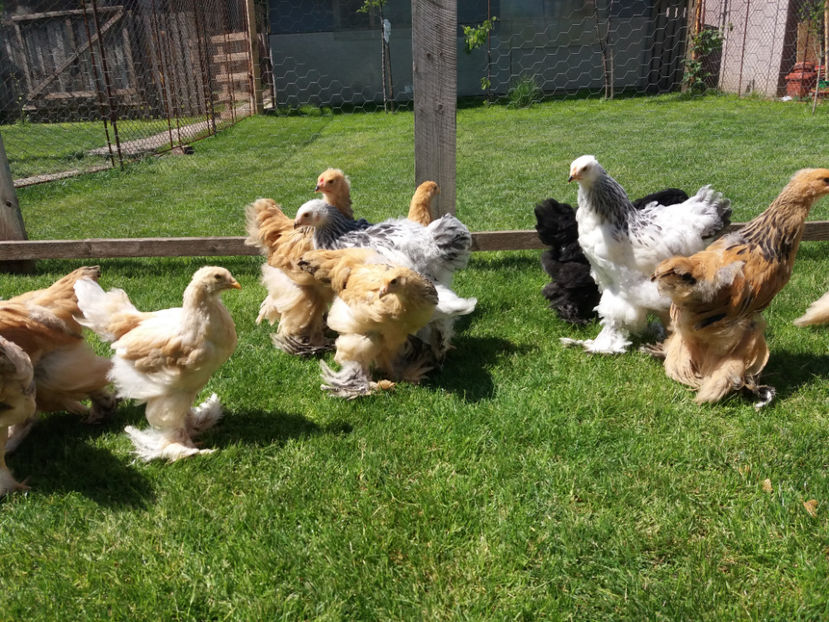 11.05.2017 006 - pui brahma seria 2 2017