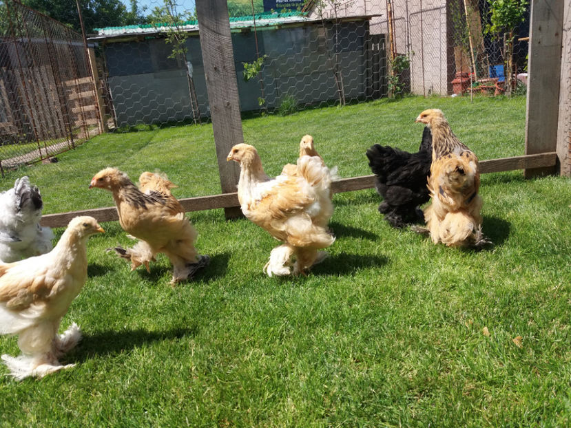 11.05.2017 007 - pui brahma seria 2 2017