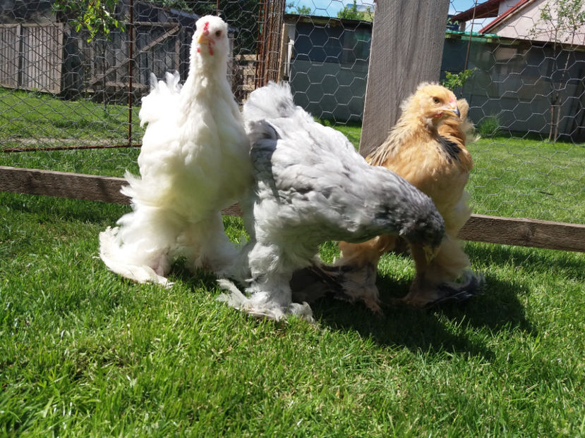 11.05.2017 014 - pui brahma seria 2 2017