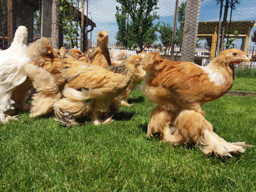 11.05.2017 018 - pui brahma seria 2 2017