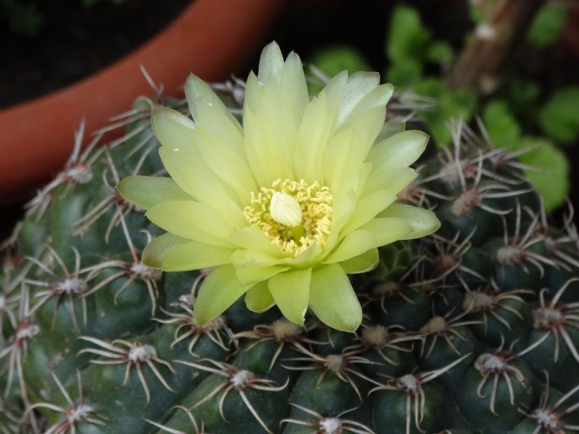  - Cactusi si suculente 2015-2016-2017