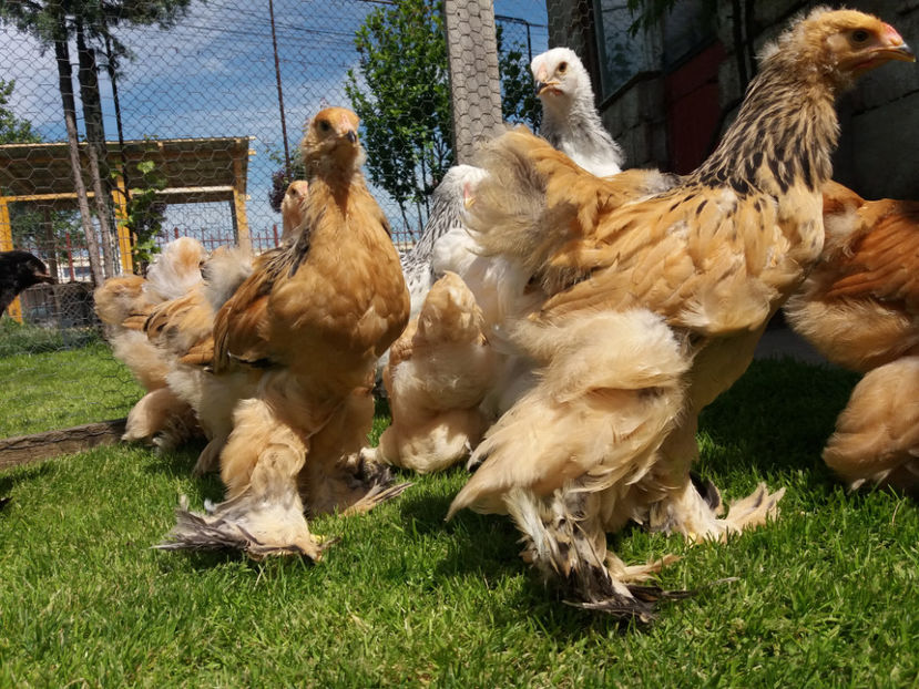 11.05.2017 019 - pui brahma seria 2 2017