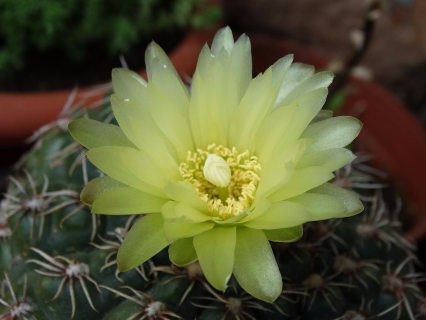  - Cactusi si suculente 2015-2016-2017