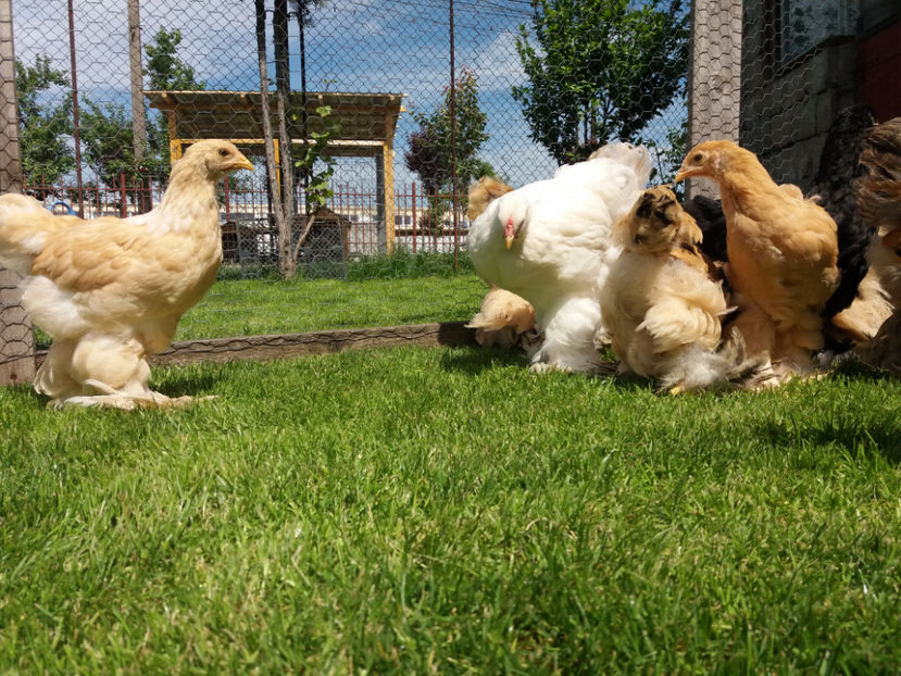 11.05.2017 023 - pui brahma seria 2 2017