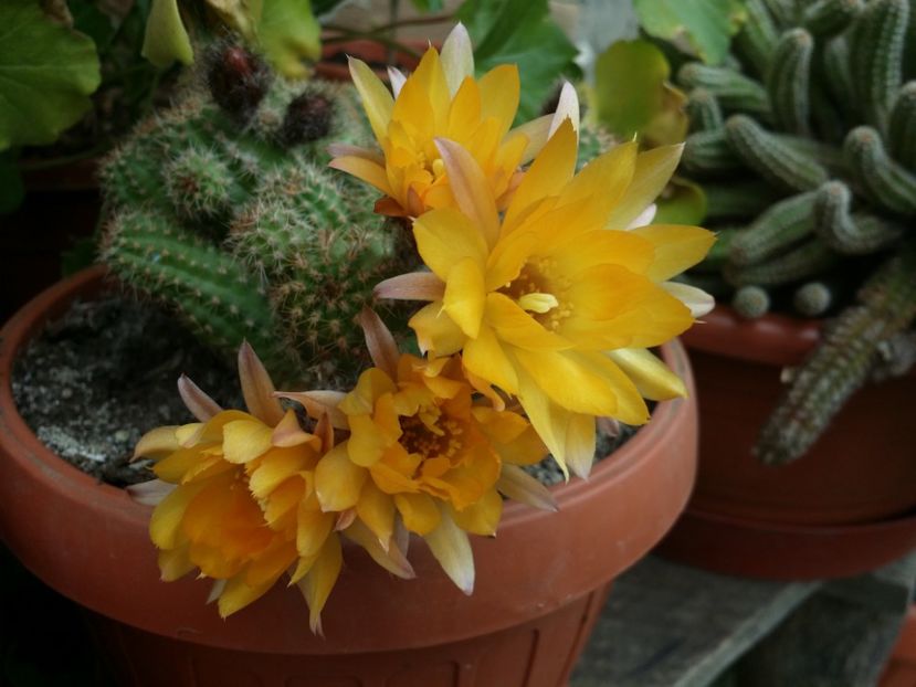  - Cactusi si suculente 2015-2016-2017