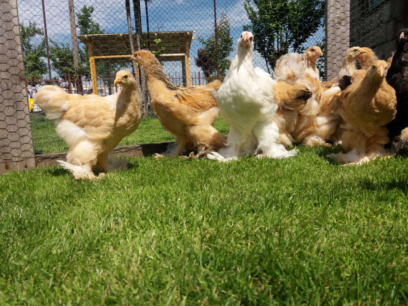 11.05.2017 024 - pui brahma seria 2 2017