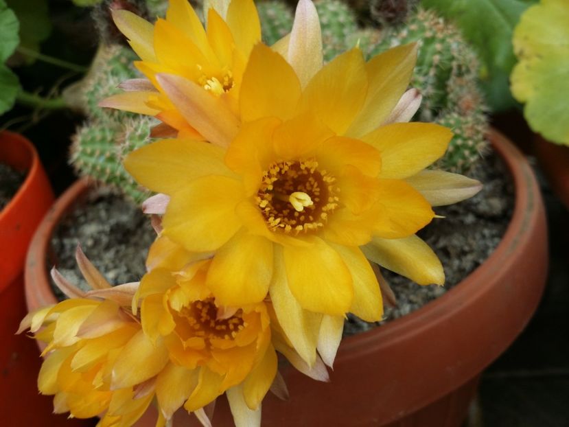  - Cactusi si suculente 2015-2016-2017