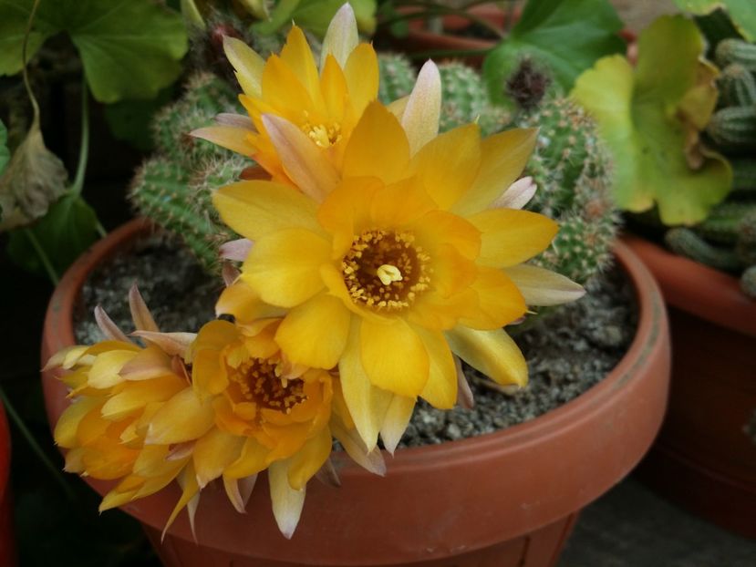  - Cactusi si suculente 2015-2016-2017