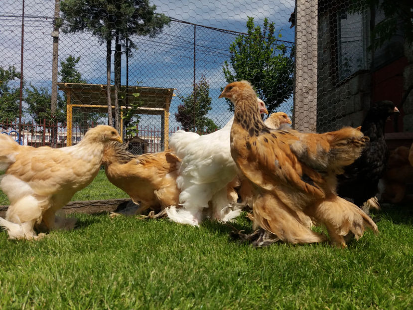 11.05.2017 027 - pui brahma seria 2 2017