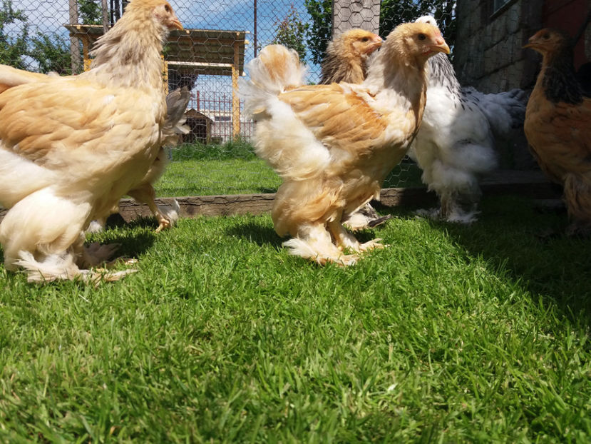 11.05.2017 032 - pui brahma seria 2 2017