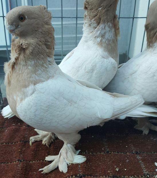 Image - BLONDINETI VANDUTI