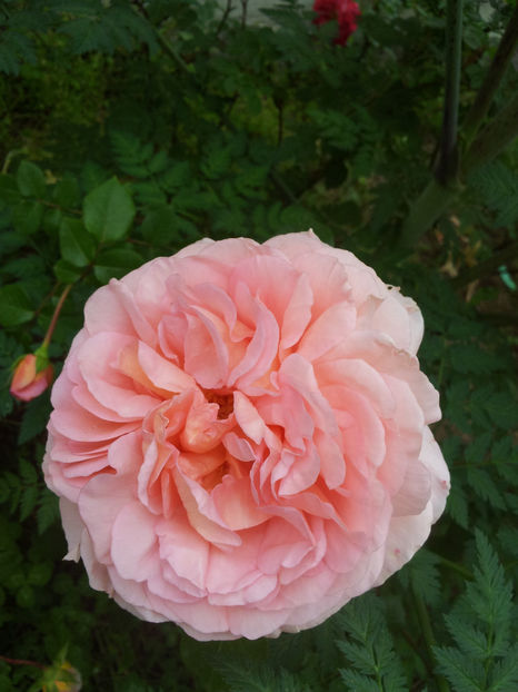  - Abraham Darby