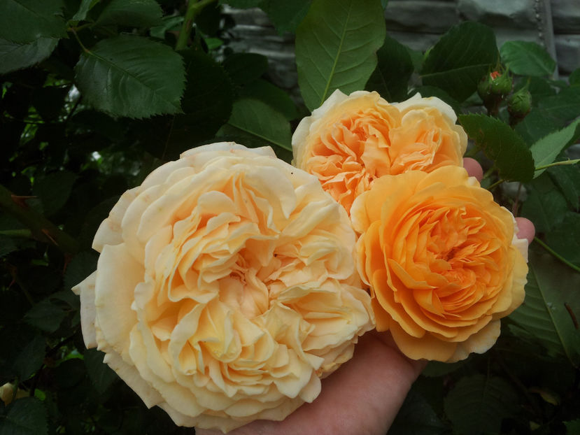  - Crown Princess Margareta