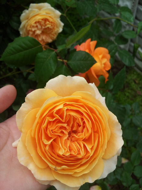  - Crown Princess Margareta